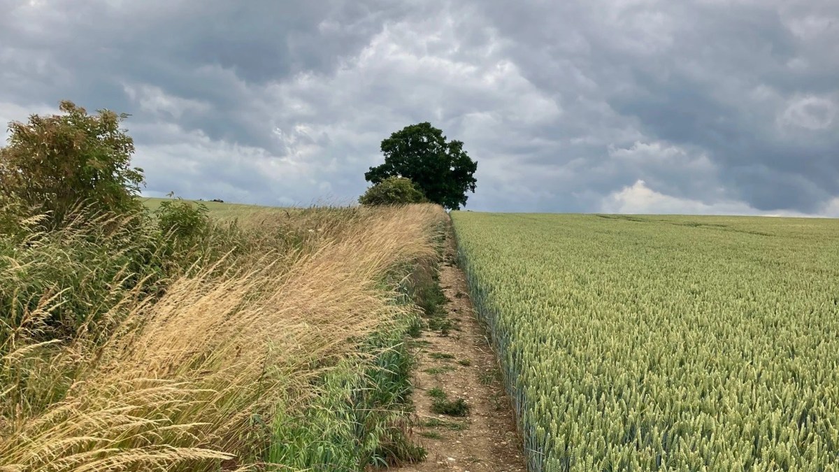 Templeton & the Knights&nbsp;Templar