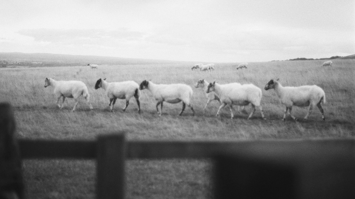 Kintbury’s Rev Fulwar Craven Fowle – Sheep&nbsp;farmer?