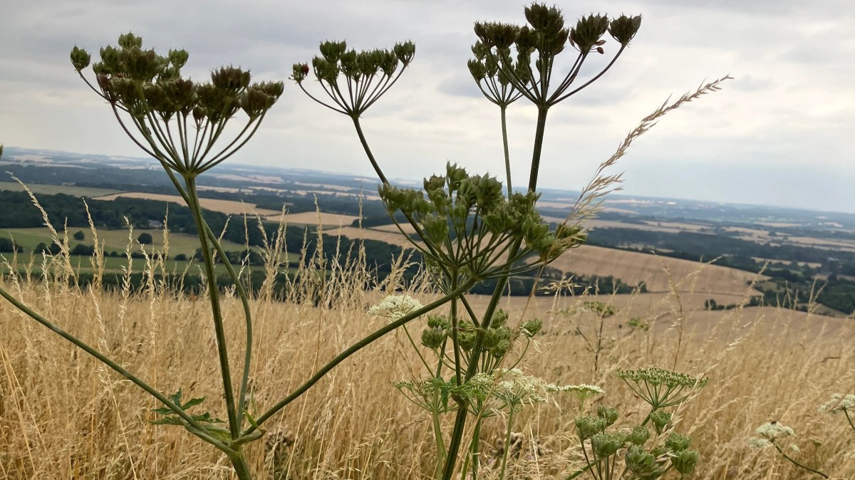 Say, ‘Hello’ to&nbsp;Marilyn