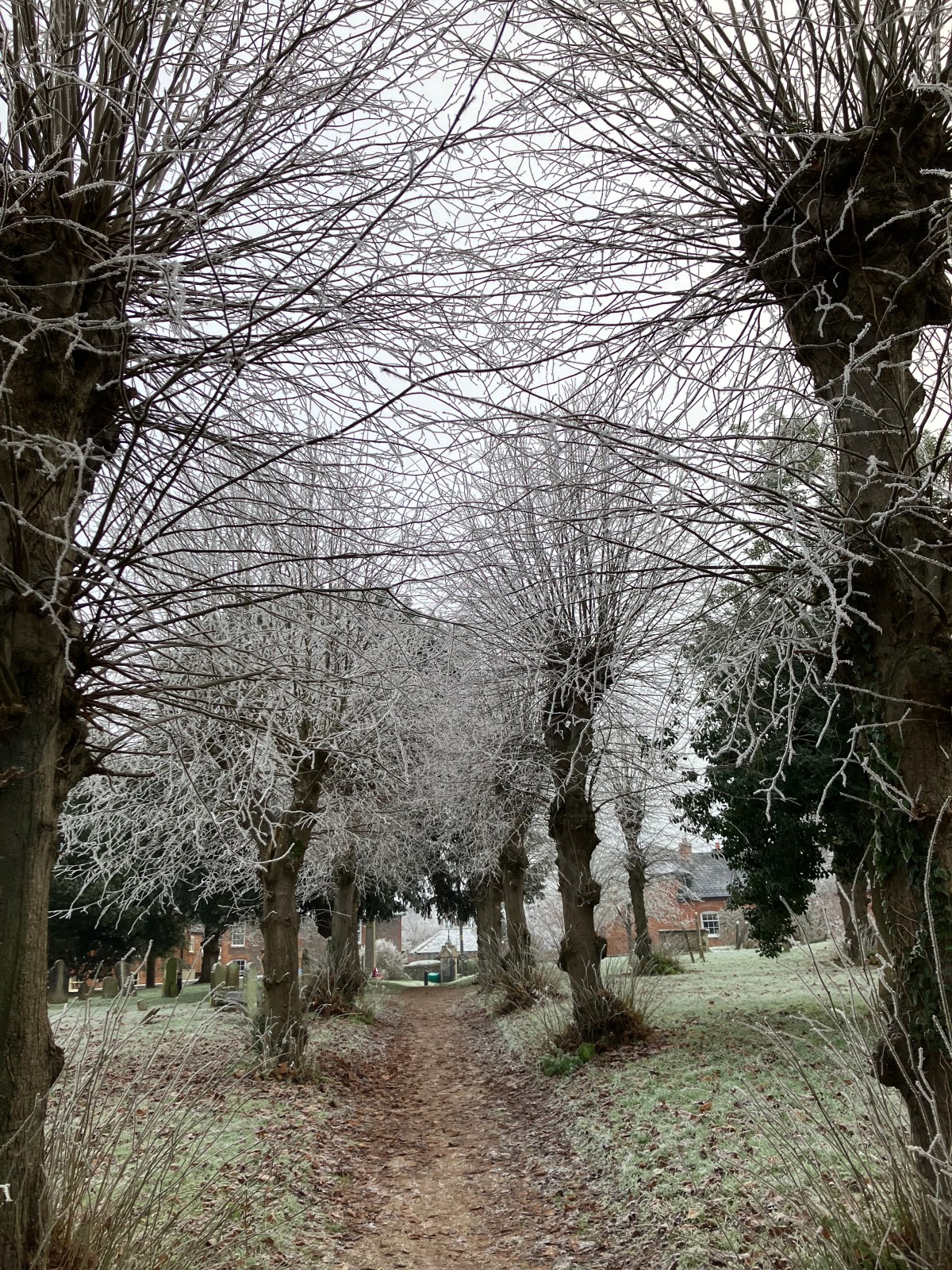 Christmas for the new Edwardians: December&nbsp;1901